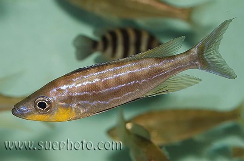 Benthochromis horii 'Kantalamba'